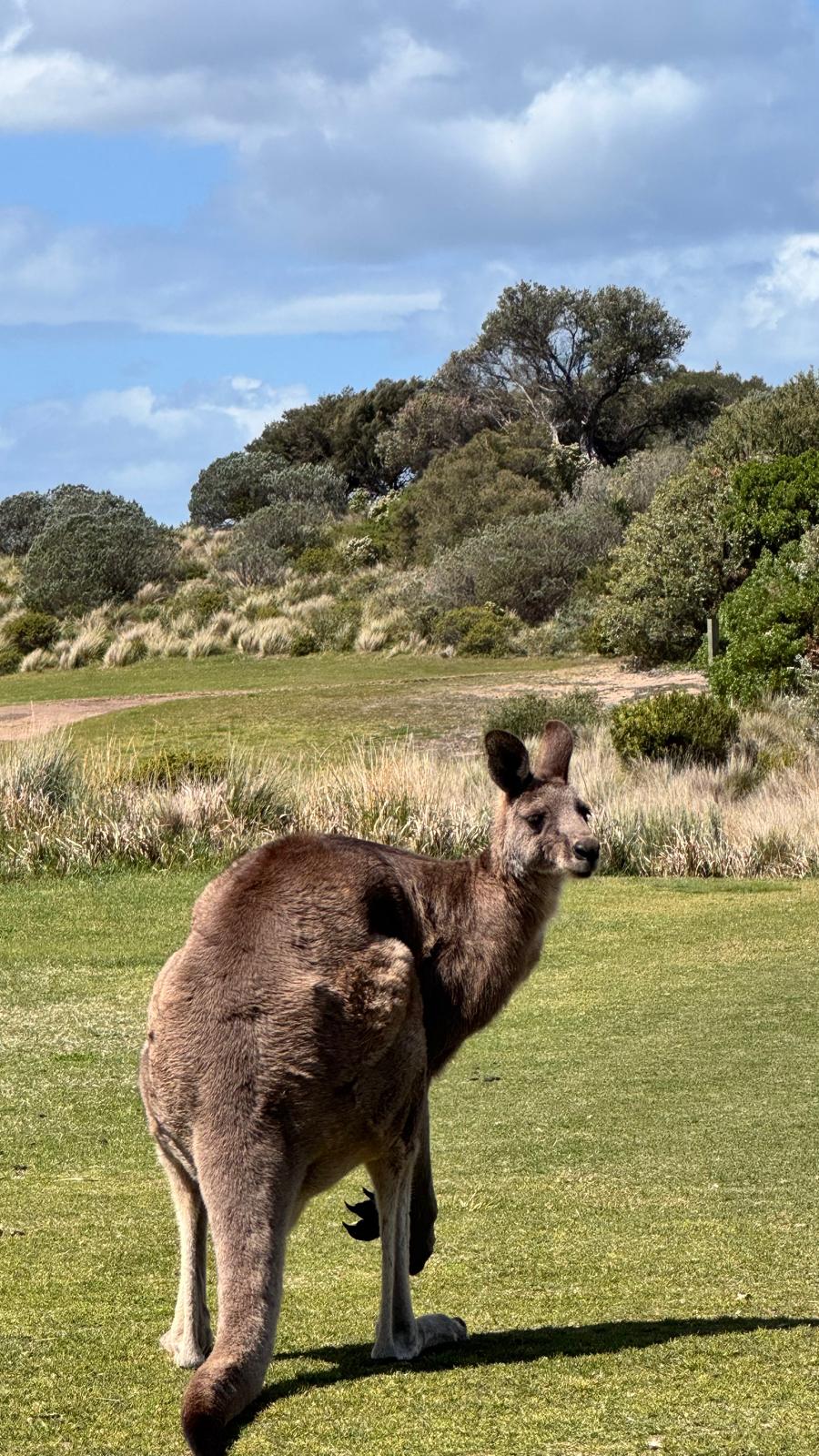 Kangaroo on the fairway at St Andrews Beach